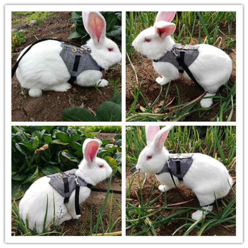 PawLuxe BunnyFit Rabbit Harness and Leash Set